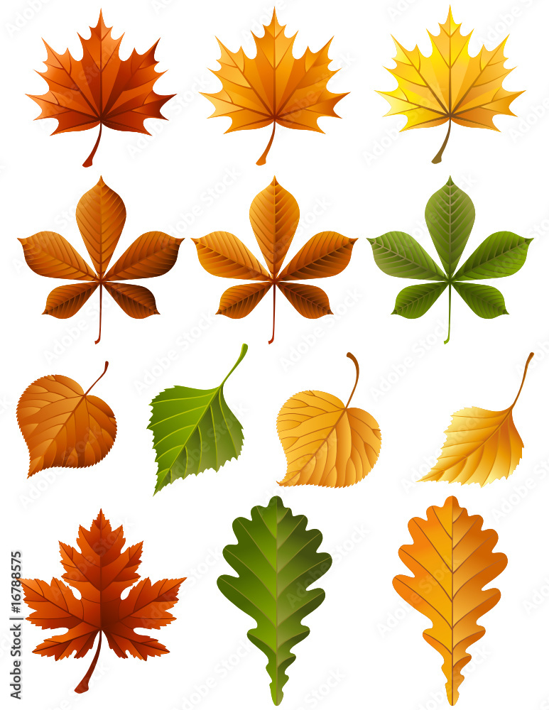 Obraz premium autumn leaves