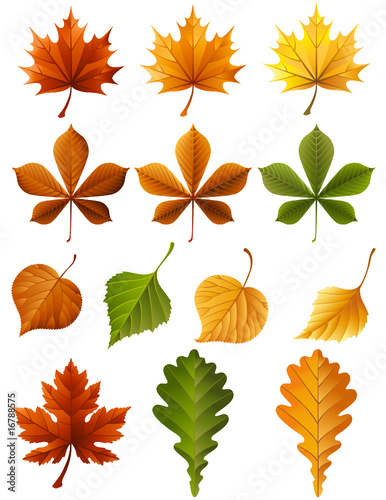 autumn leaves