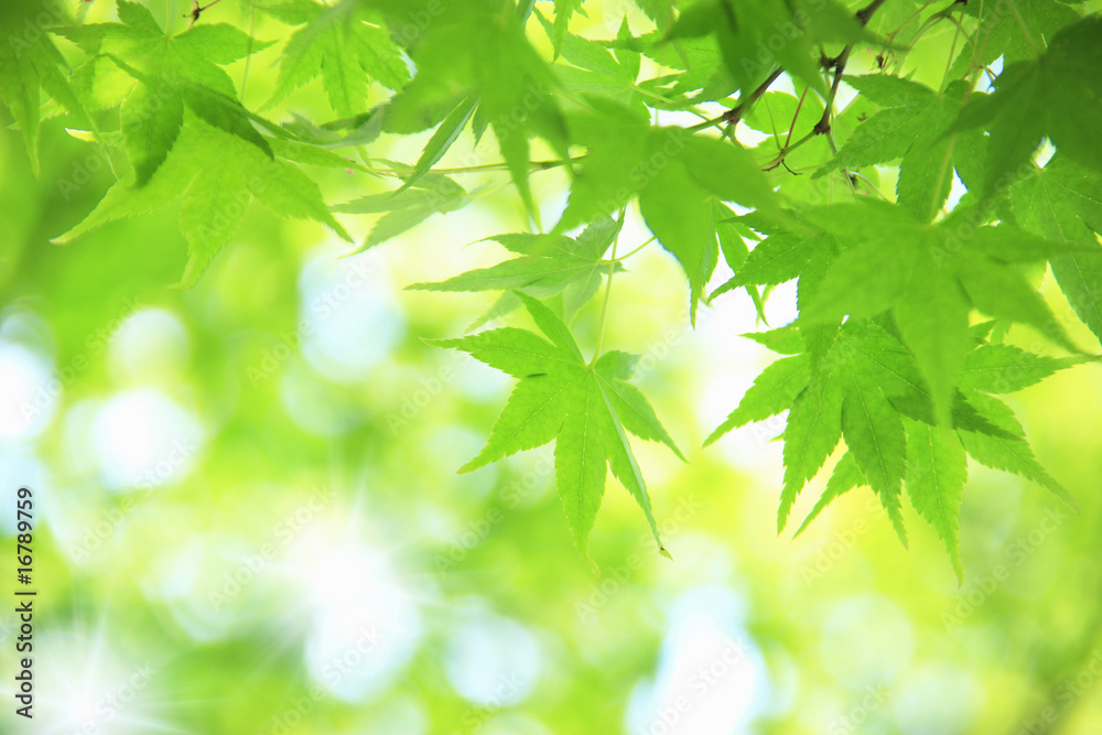 もみじの新緑
