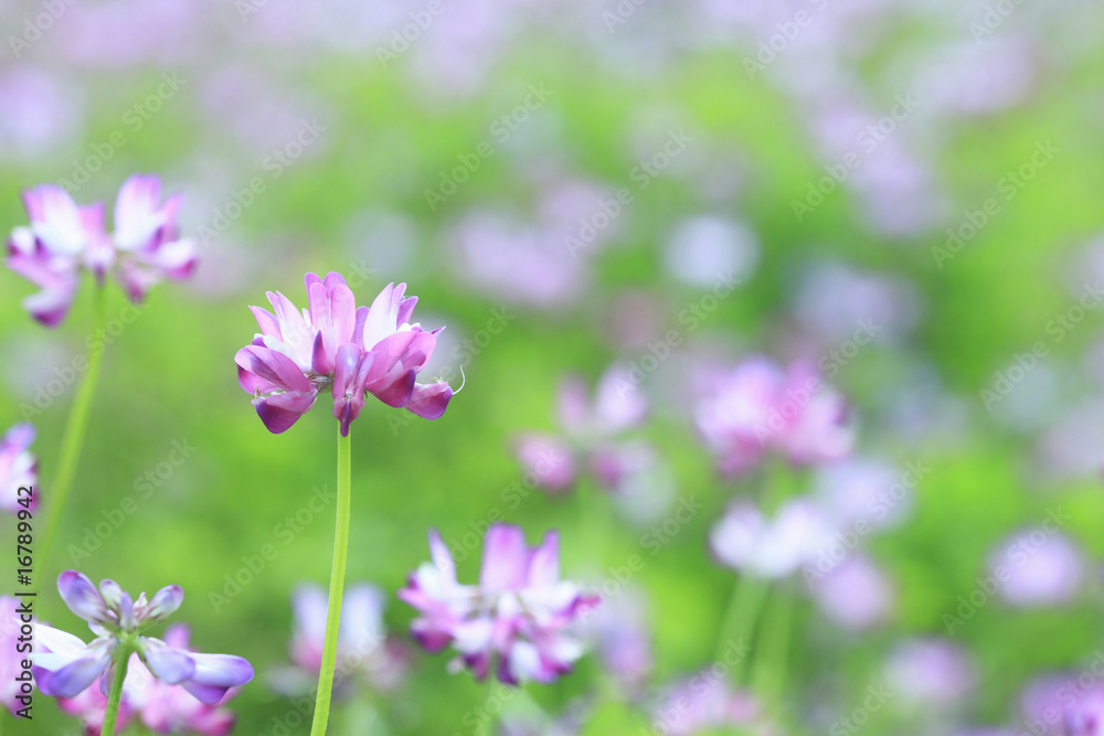 蓮華 蓮華