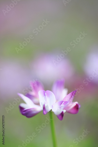 蓮華
