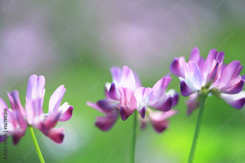 Fototapeta premium レンゲ