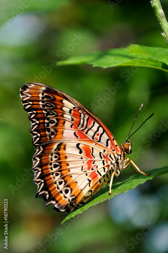 A Red Lacewing Closeup #16790323