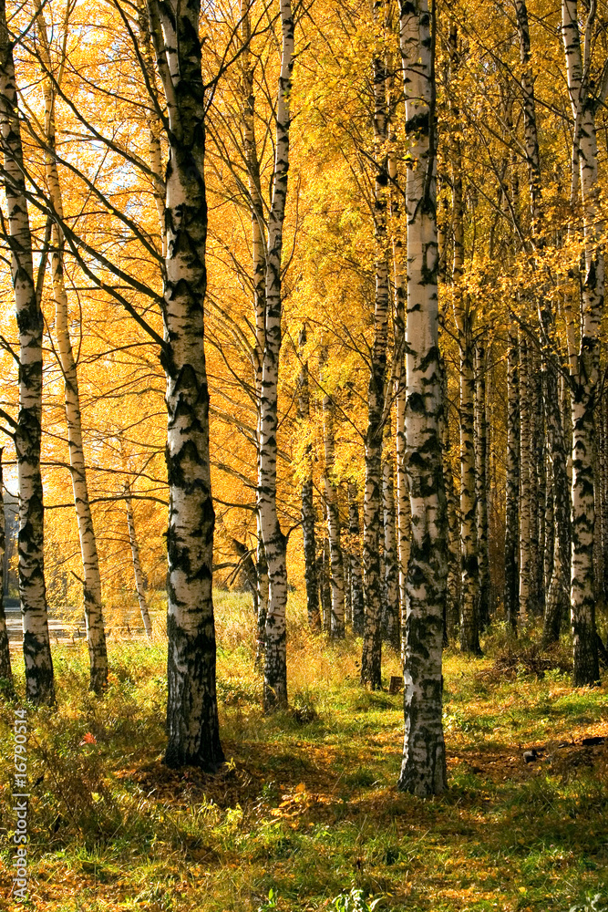 Fototapeta premium Autumnal forest