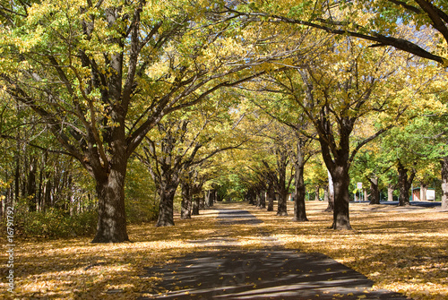 autumn fall country path in park