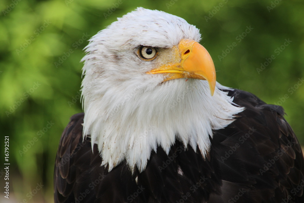 Fototapeta premium Weisskopfseeadler 17