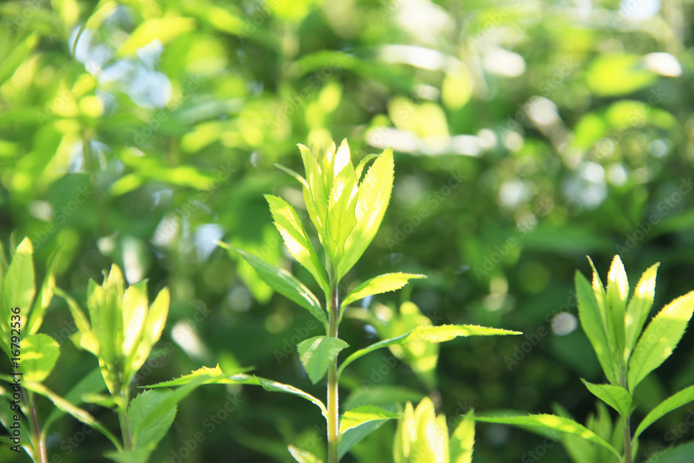 Obraz premium 新緑