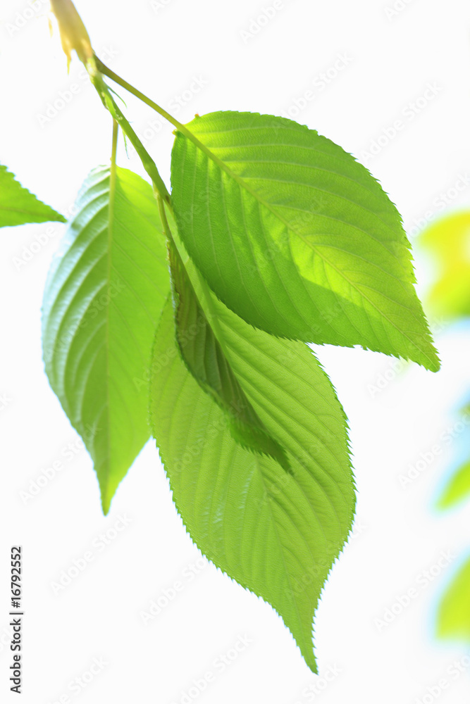 Fototapeta premium 新緑