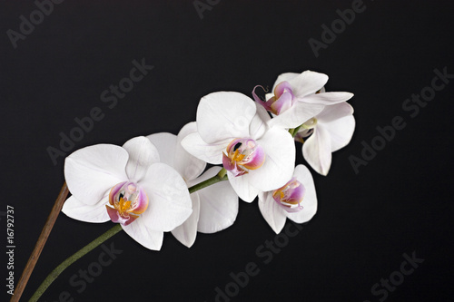 Fototapeta Naklejka Na Ścianę i Meble -  Beautiful flower orchid