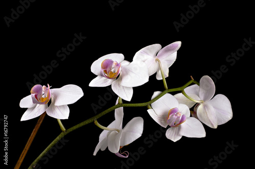 Beautiful flower orchid