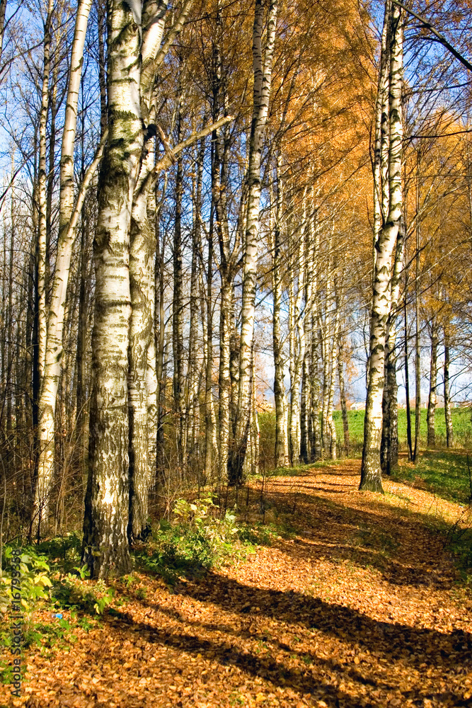 Autumnal forest Autumnal forest