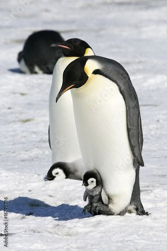 Emperor penguins on the sea ice in the Weddell Sea  Antarctica