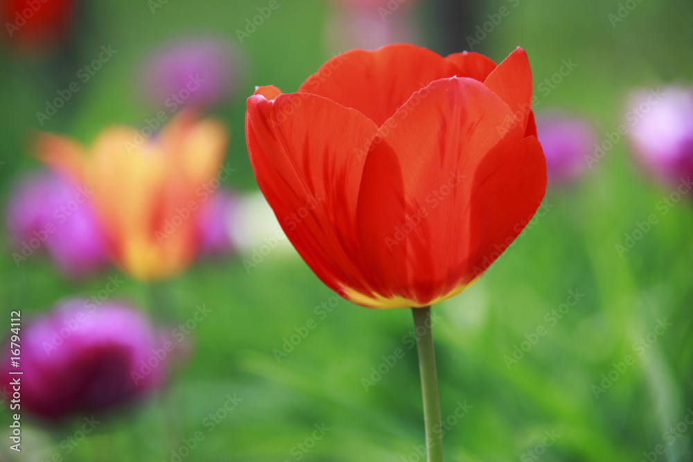 Naklejka premium チューリップ