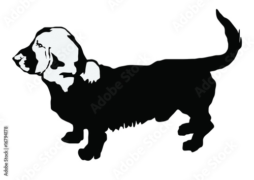 basset