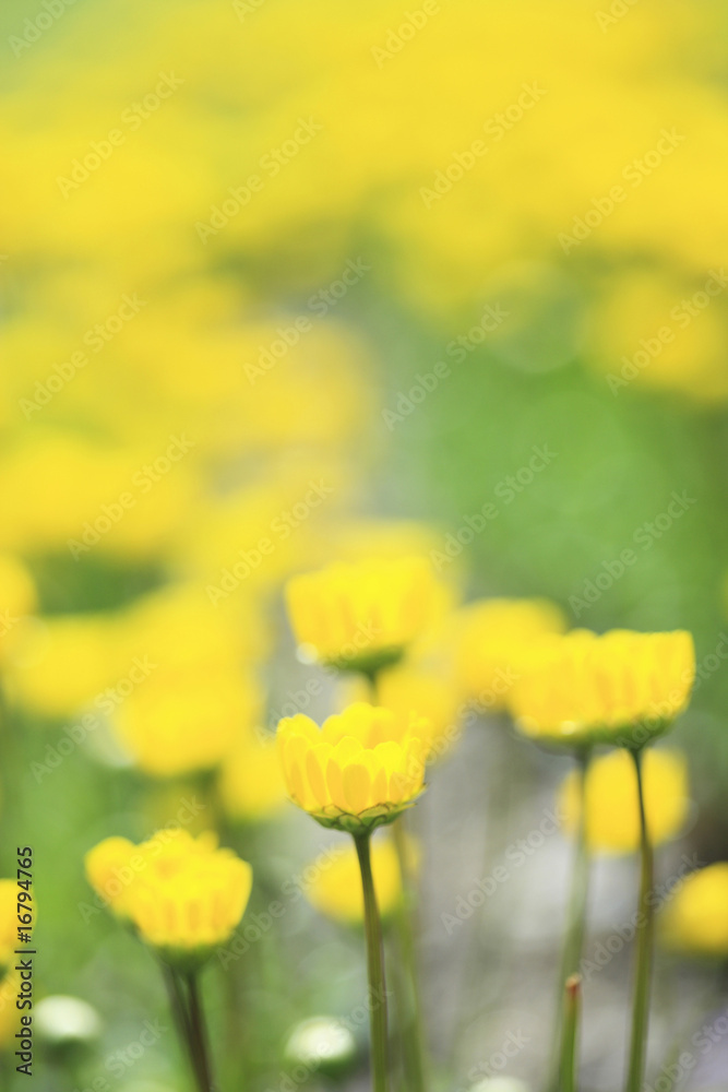 Fototapeta premium ムルチコーレ