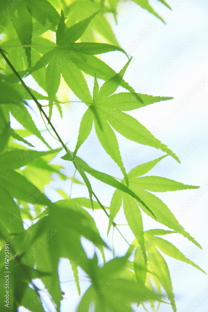新緑 新緑