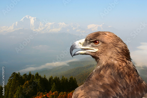 eagle