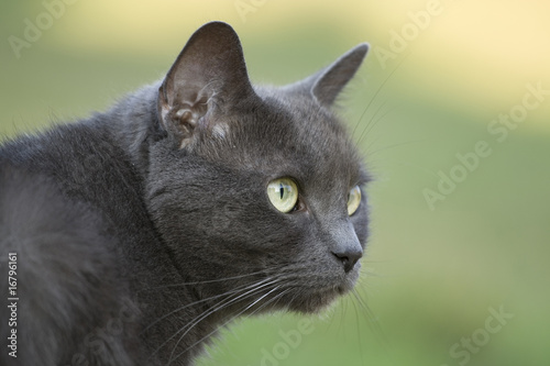 Chartreux aux aguets
