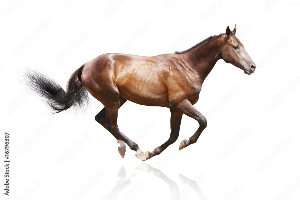 Fototapeta premium bay stallion isolated on white
