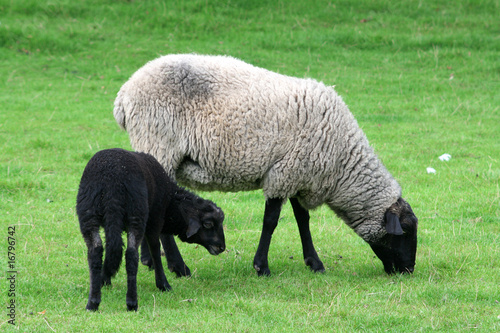 schwarzes schaf photo