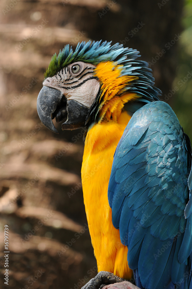 Blue and yellow macaw (Ara ararauna) Blue and yellow macaw (Ara ararauna)