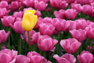 Leinwandbilder Rosa Tulips  © Oleg Fedorkin