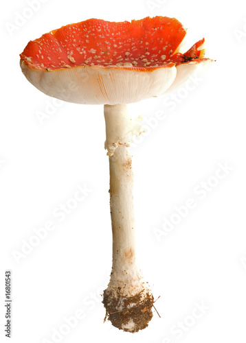 big red single fly-agaric