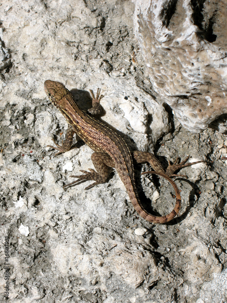 Lizard Lizard