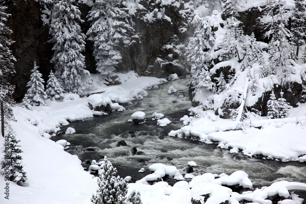 winter season in Yellowstone National Park, USA winter season in Yellowstone National Park, USA