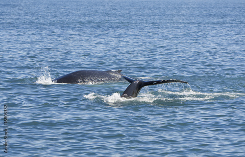 Two Humpback Whales © Darren Baker