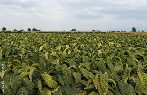 Campo di tabacco