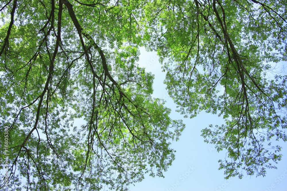 Obraz premium 新緑