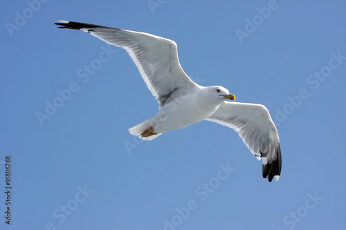 Close-up of seagull