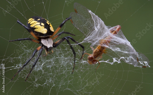 Spider catches dragonfly