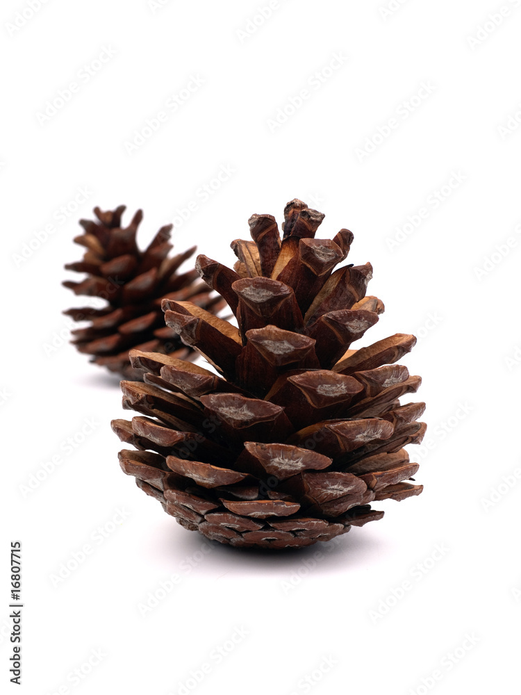Fir cones Fir cones