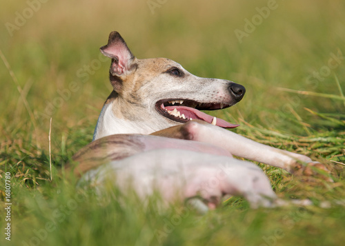 Liegender Hund
