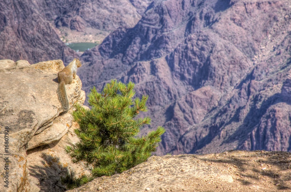 Squirrel looking in the Grand Canyon