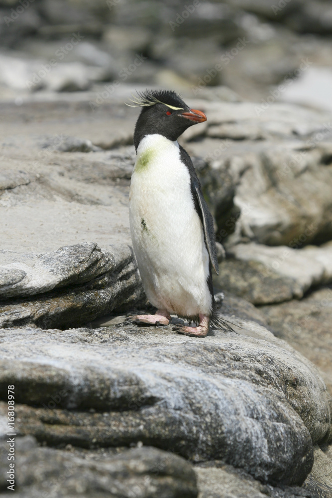 Fototapeta premium Rockhopper penguin (Eudyptes chrysocome)