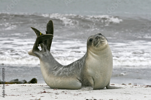 Southern elephant seal (Mirounga leonina) photo