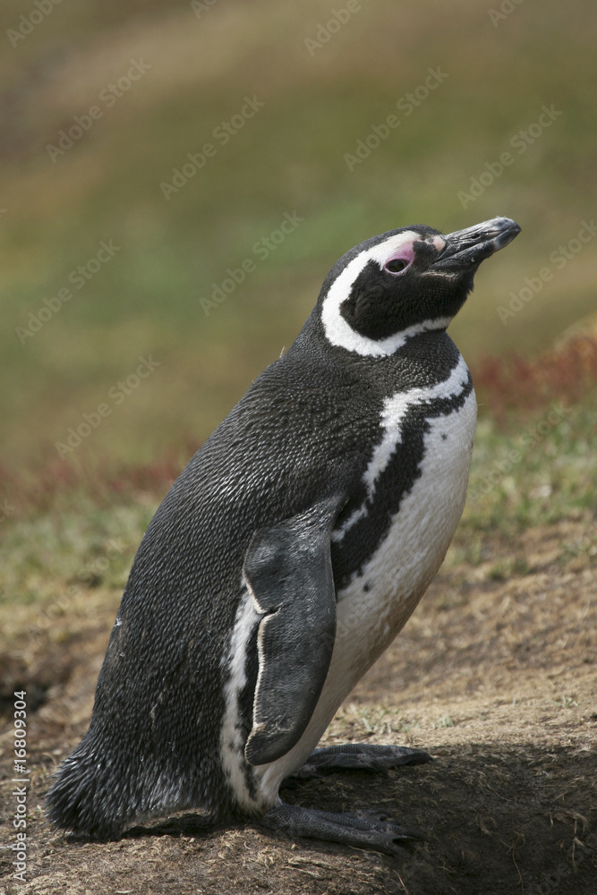 Naklejka premium Magellanic penguin (Spheniscus magellanicus)