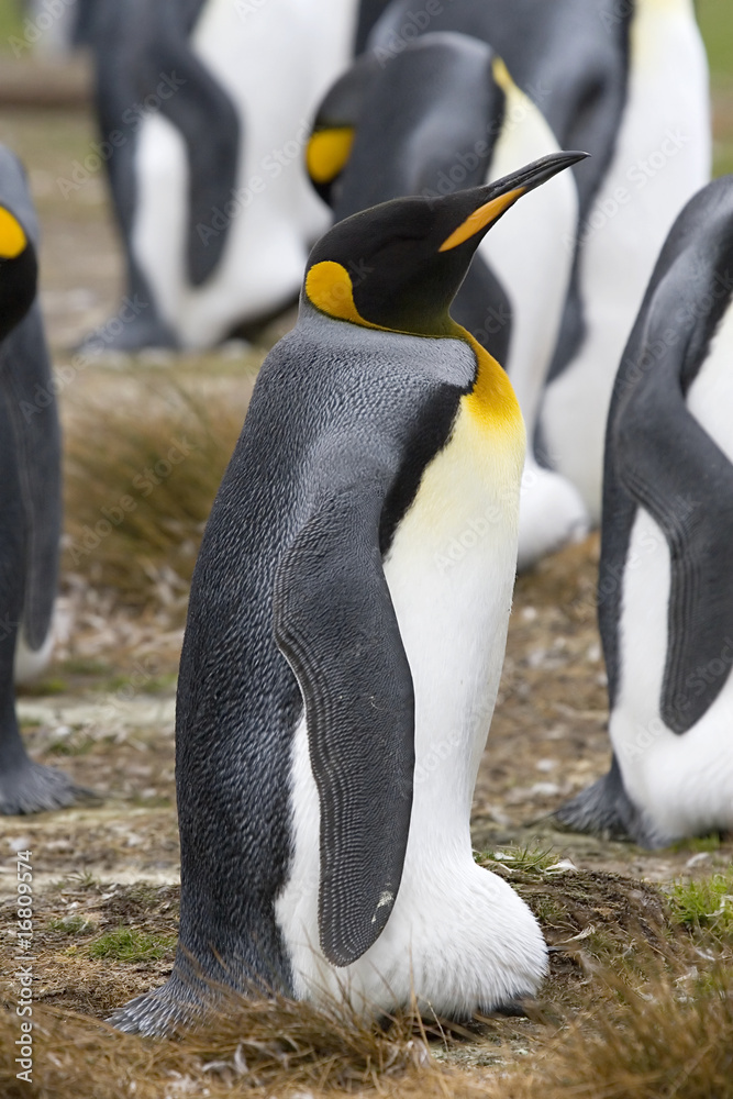Fototapeta premium King penguin (Aptenodytes patagonicus)