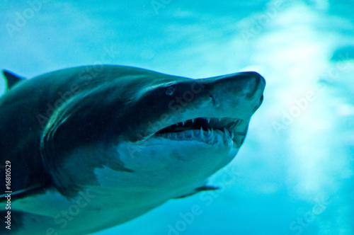 shark © Andreas Gradin