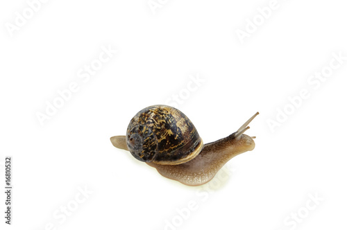 Garden snail isolated over white with clipping path.