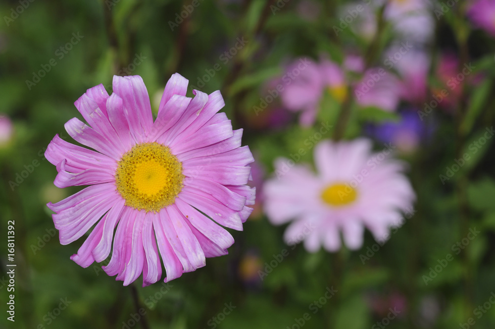 Fototapeta premium Astro - Callistephus chinensis