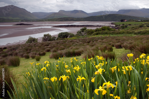 flowers at the estuary