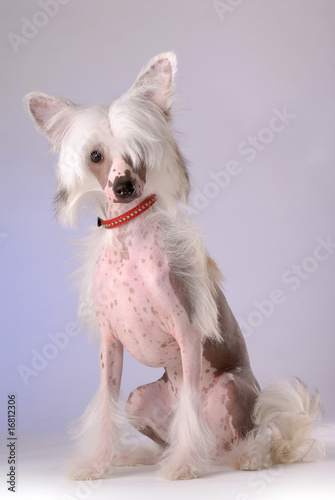 Portrait of Chinese Crested Dog © Tolubaev Stanislav