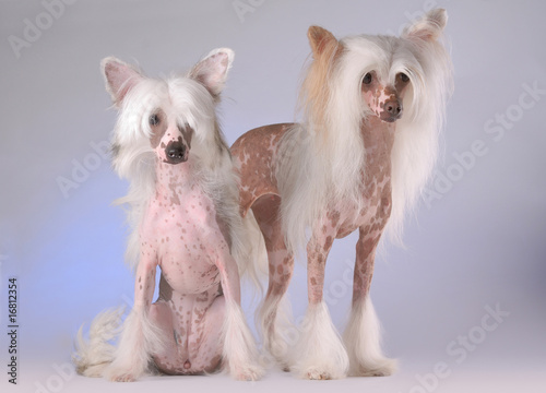 Portrait of two Chinese Crested Dogs