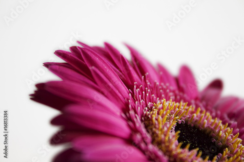 Pink Gerbera Flower