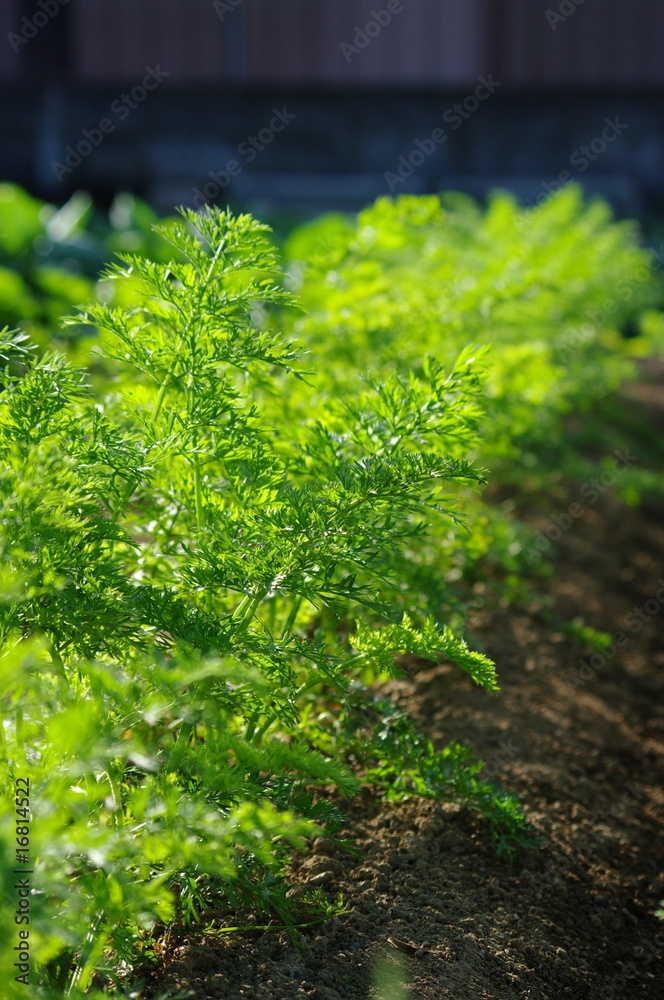 Fototapeta premium 朝日に照らされたニンジン