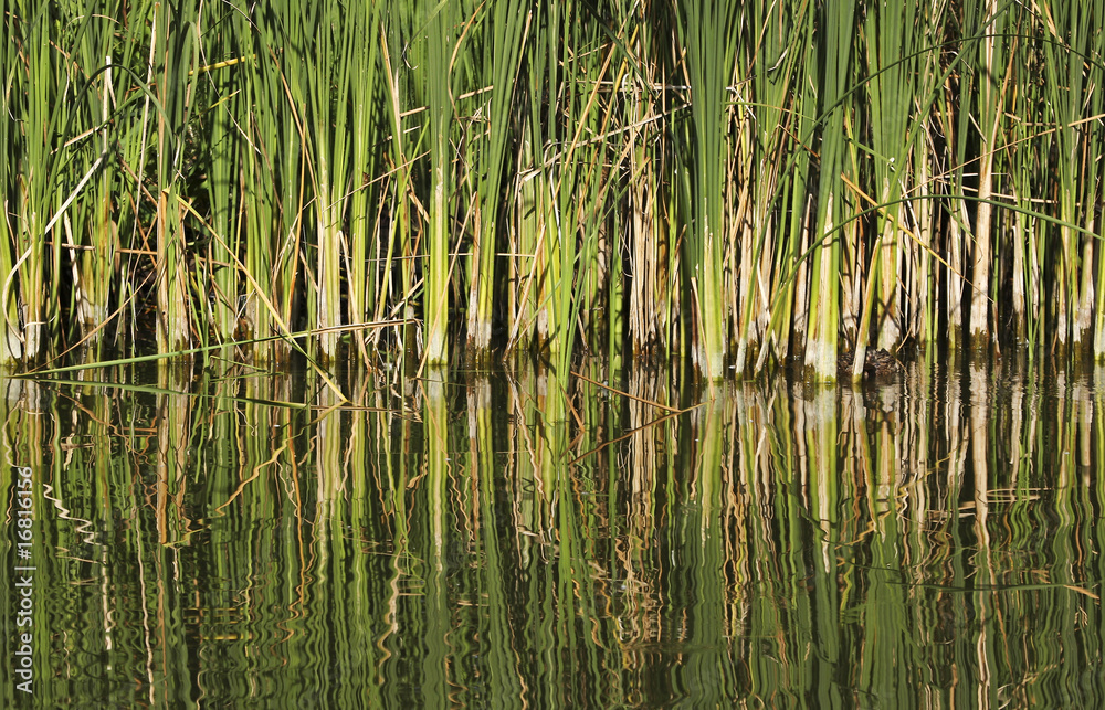 Phragmites communis Phragmites communis